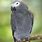 Gray Parakeet