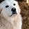 Great Pyrenees Working Dogs