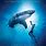 Great White Shark Movies