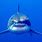 Great White Shark Profile Picture
