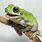 Green Frog Pet