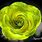 Green Glitter Roses