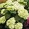 Green Hydrangea Flowers