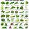 Green Leaf Vegetable List