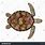 Green Sea Turtle Top View