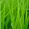 Green Virtual Background for Zoom