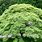 Green Weeping Japanese Maple Tree