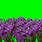 Greenscreen Purple Plant