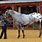 Grey Appaloosa Horse
