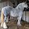 Grey Clydesdale Horse