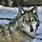 Grey Wolf Facts
