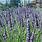 Grosso Lavender Plants