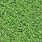 Ground Cover Texture Seamless