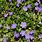 Ground Cover Vine with Purple Flowers