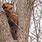 Groundhog in Tree
