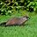 Groundhog in Yard