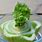 Grow Celery From Base