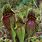 Growing Pitcher Plants