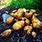 Growing Yukon Gold Potatoes