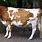 Guernsey Dairy Cow