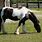 Gypsy Vanner Horse Pictures