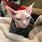 Hairless Cat with Makeup