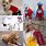 Halloween Costumes for Dogs Homemade