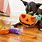 Halloween Dog Toys