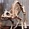 Halloween Skeleton Cat