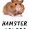 Hamster Colors