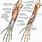 Hand Arm Anatomy