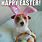 Happy Easter Dog Meme