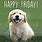 Happy Friday Cute Dog