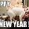 Happy New Year Cat Humor
