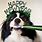 Happy New Year Dog Pictures