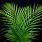 Hawaiian Palm Leaf