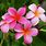 Hawaiian Plants & Flowers