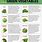 Healthy Green Vegetables List