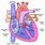 Heart Valves Diagram