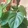 Heartleaf Philodendron