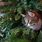 Heath Christmas Tree Cat