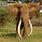 Heaviest Elephant