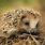 Hedgehog Mammal