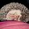Hedgehog Sleep