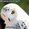Hedwig Meme