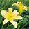 Hemerocallis Yellow