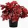 Heuchera Red