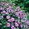 Hibiscus Syriacus Purple Ruffles