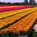 Holland Tulip Bulbs