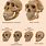 Homo Neanderthalensis Skull